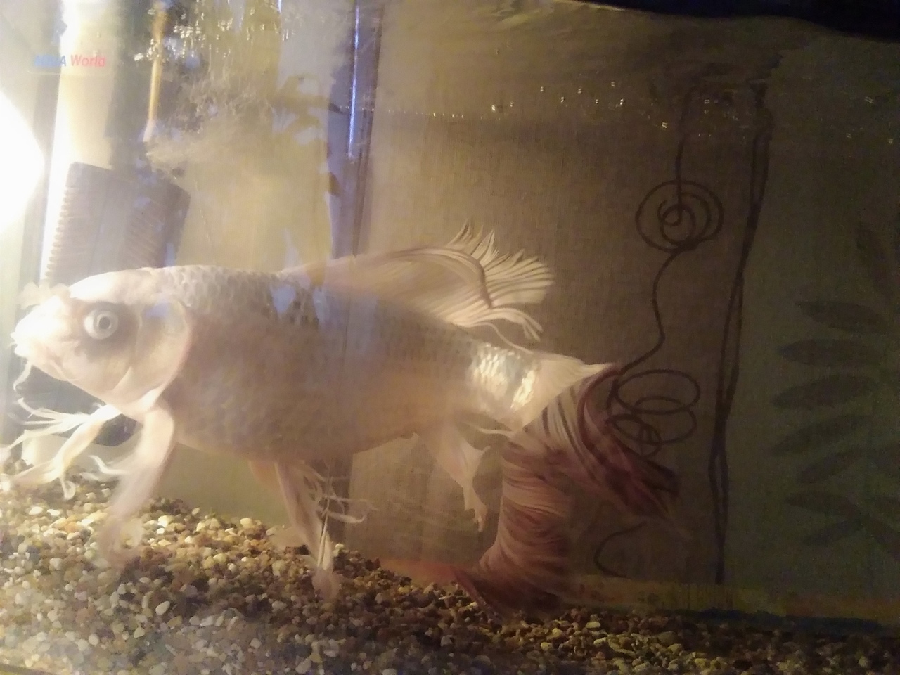 Continuation of the post “Pig in a poke or how I bought a “comet”” - My, Carp, Video, Longpost, Aquarium