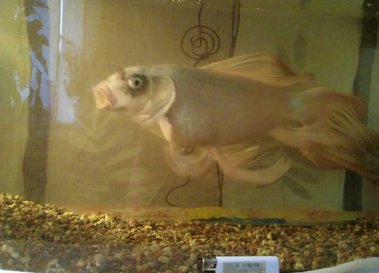 Continuation of the post “Pig in a poke or how I bought a “comet”” - My, Carp, Video, Longpost, Aquarium