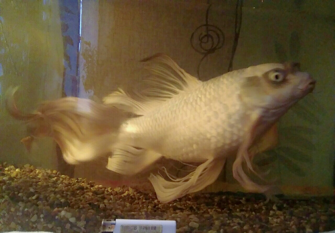 Continuation of the post “Pig in a poke or how I bought a “comet”” - My, Carp, Video, Longpost, Aquarium