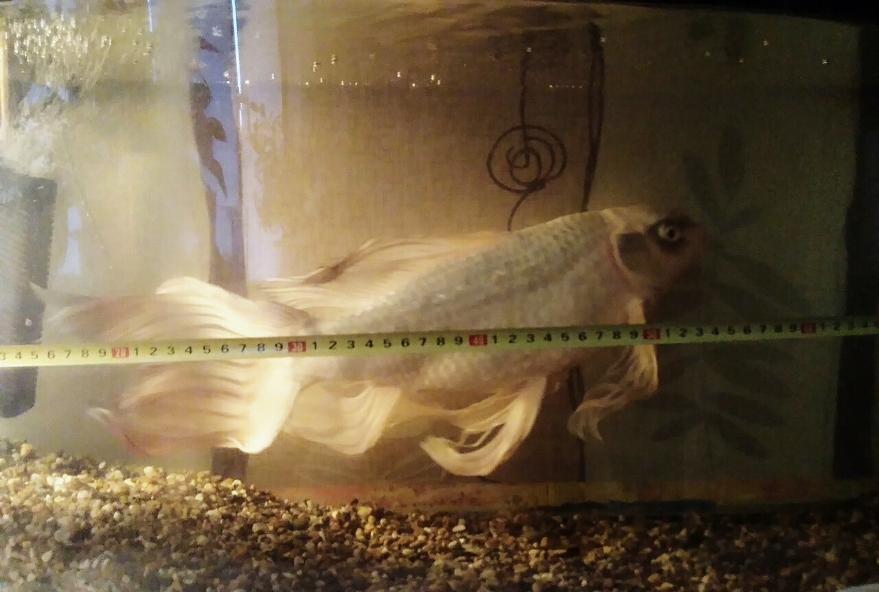 Continuation of the post “Pig in a poke or how I bought a “comet”” - My, Carp, Video, Longpost, Aquarium