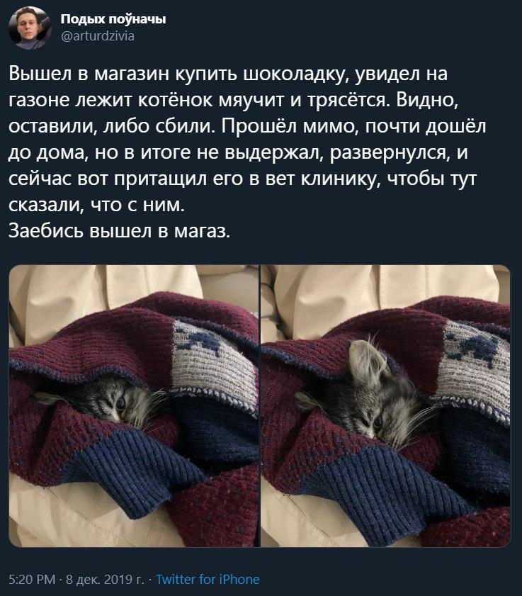 Сходил, называется, в магазин.... - Twitter, Скриншот, Кот, Спасение животных, Длиннопост, Негатив, Мат