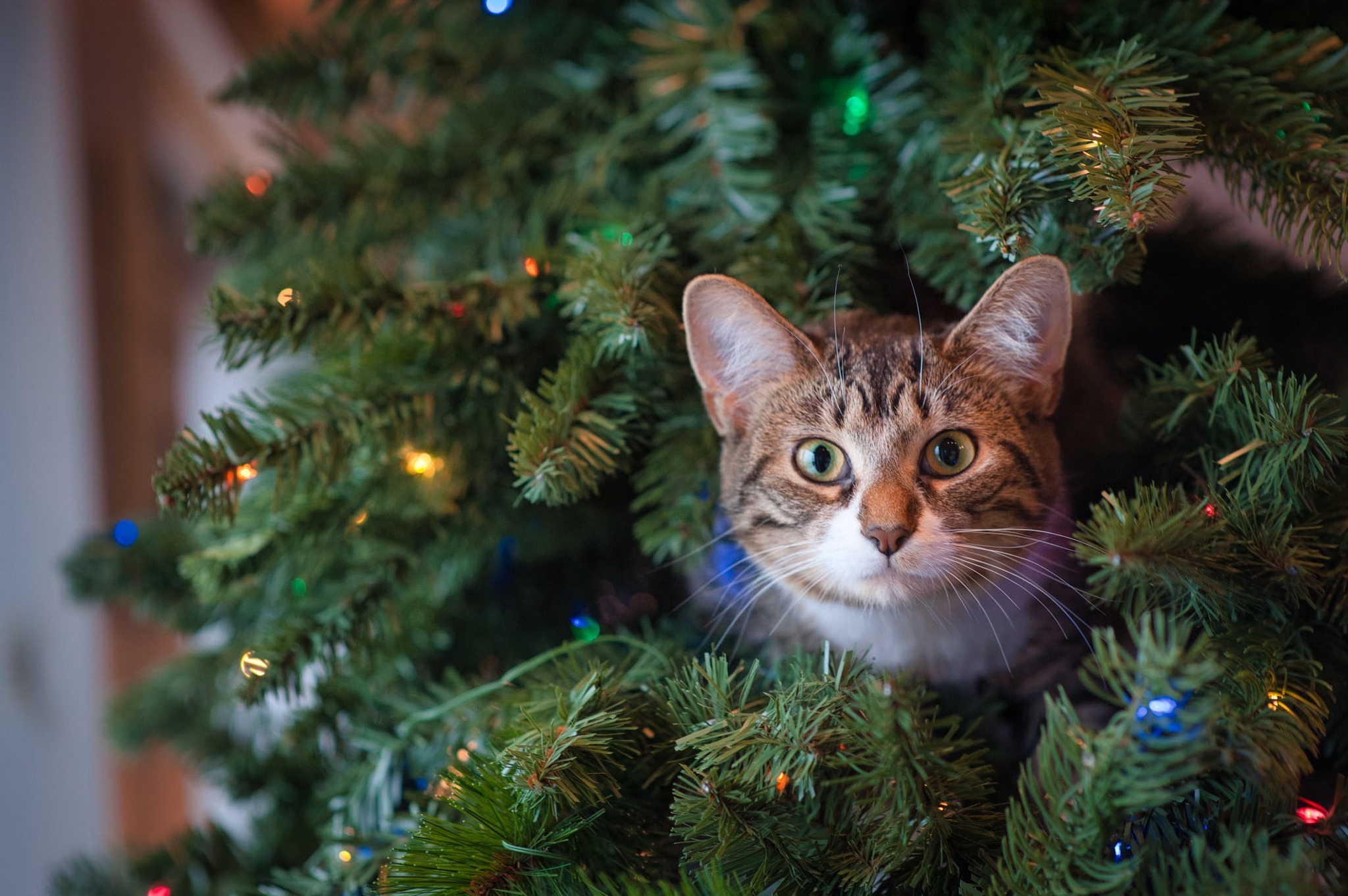 Live or artificial? Choosing a spruce for the New Year! - My, Christmas trees, 2020, New Year, Barnaul, Novosibirsk, Longpost