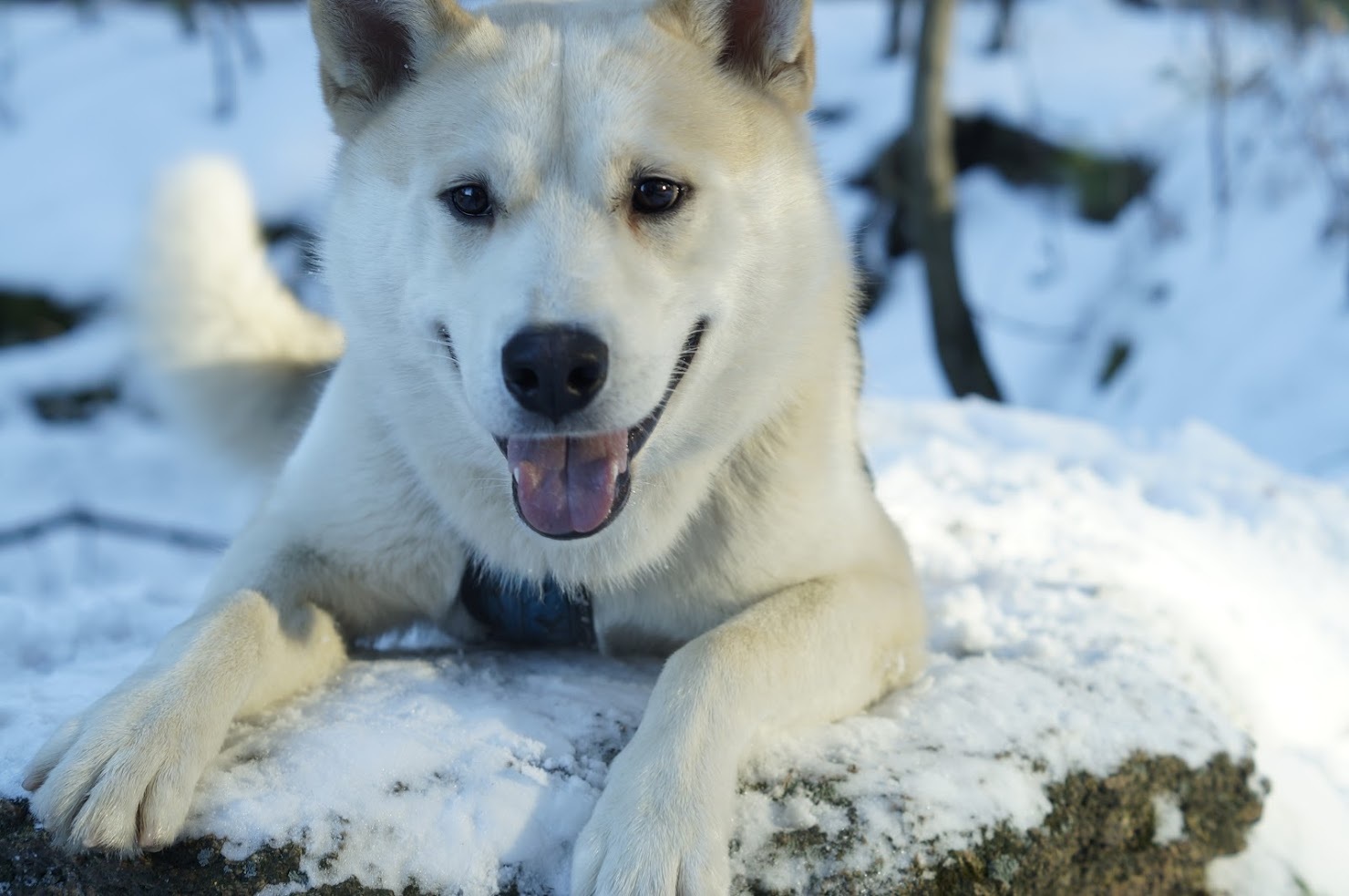 Smiling dog - My, Dog, Laika, The photo, Winter, Snow, Longpost