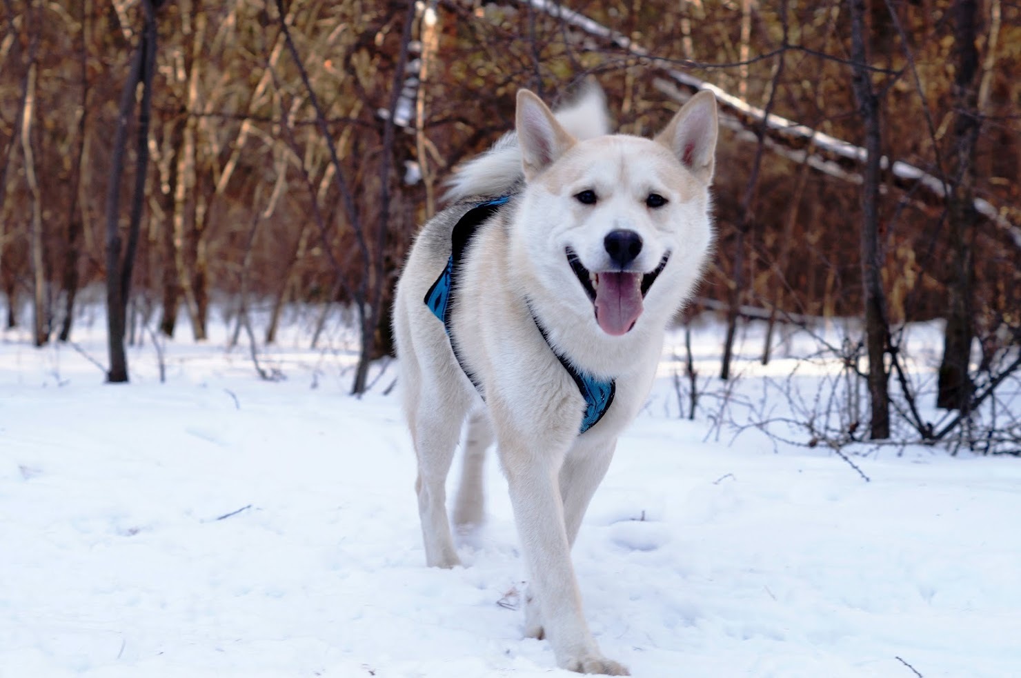 Smiling dog - My, Dog, Laika, The photo, Winter, Snow, Longpost