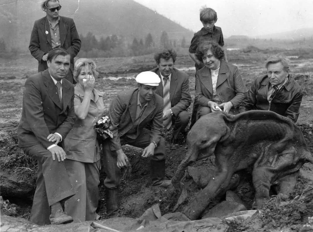 Mammoth Dima - Baby mammoth, 70th, Old photo, Paleontology