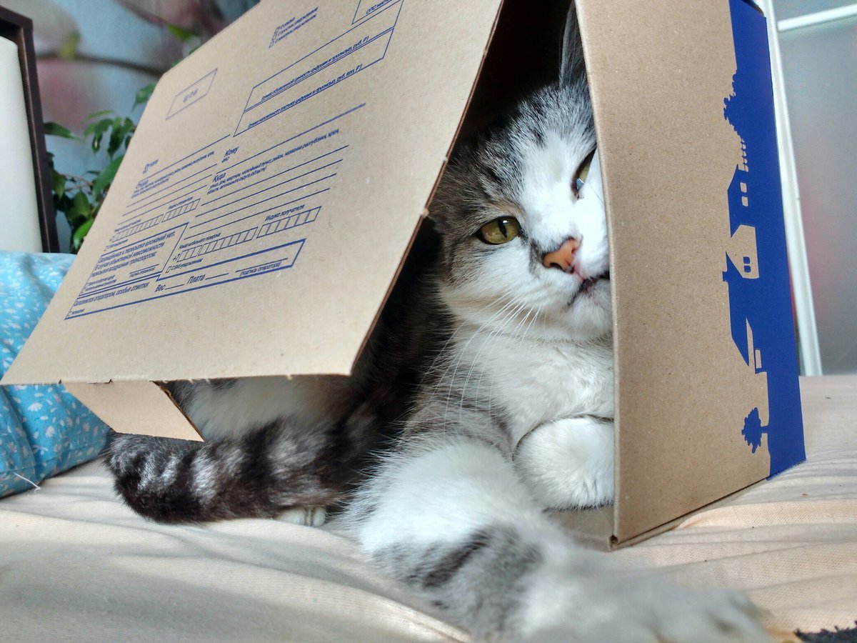 Cats are made for boxes, and boxes are made for cats. - cat, Box and cat, Longpost, Box, Pets