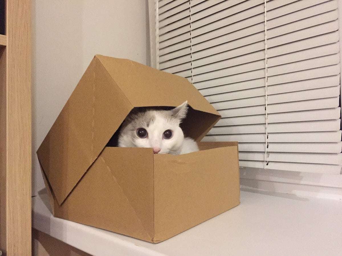 Cats are made for boxes, and boxes are made for cats. - cat, Box and cat, Longpost, Box, Pets