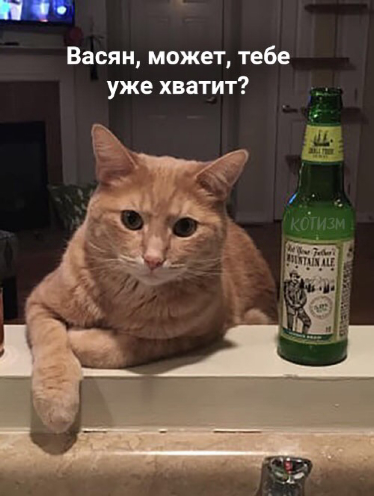 At the end of every drinking session... - Alcohol, cat, Sanya, Longpost