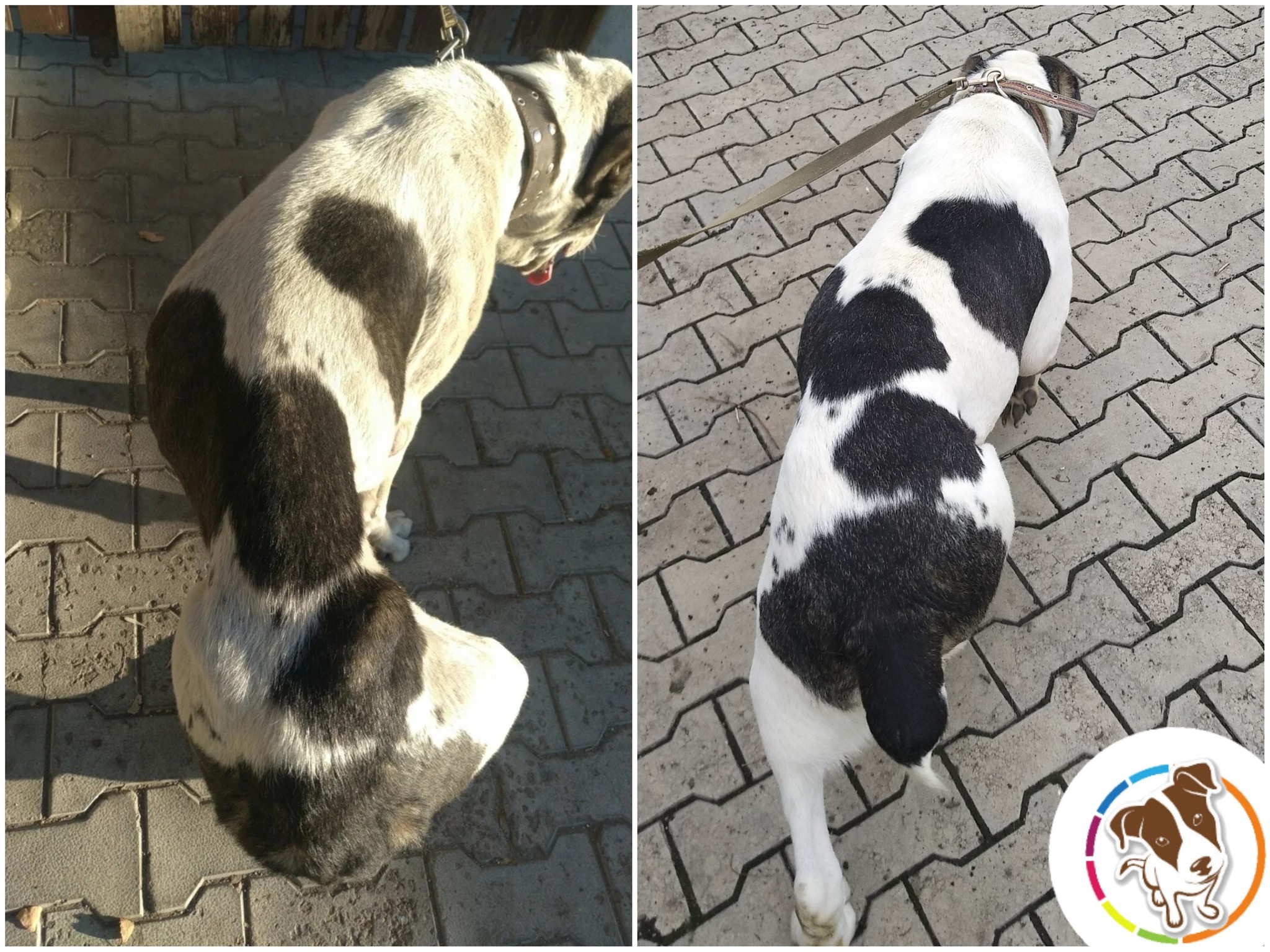 We picked up an emaciated Alabaika: even we didn’t believe in saving the dog. What does a “pensioner” look like after a year? - Pets, Dog, Real life story, Kindness, Longpost, Pet, The rescue, Animal Rescue