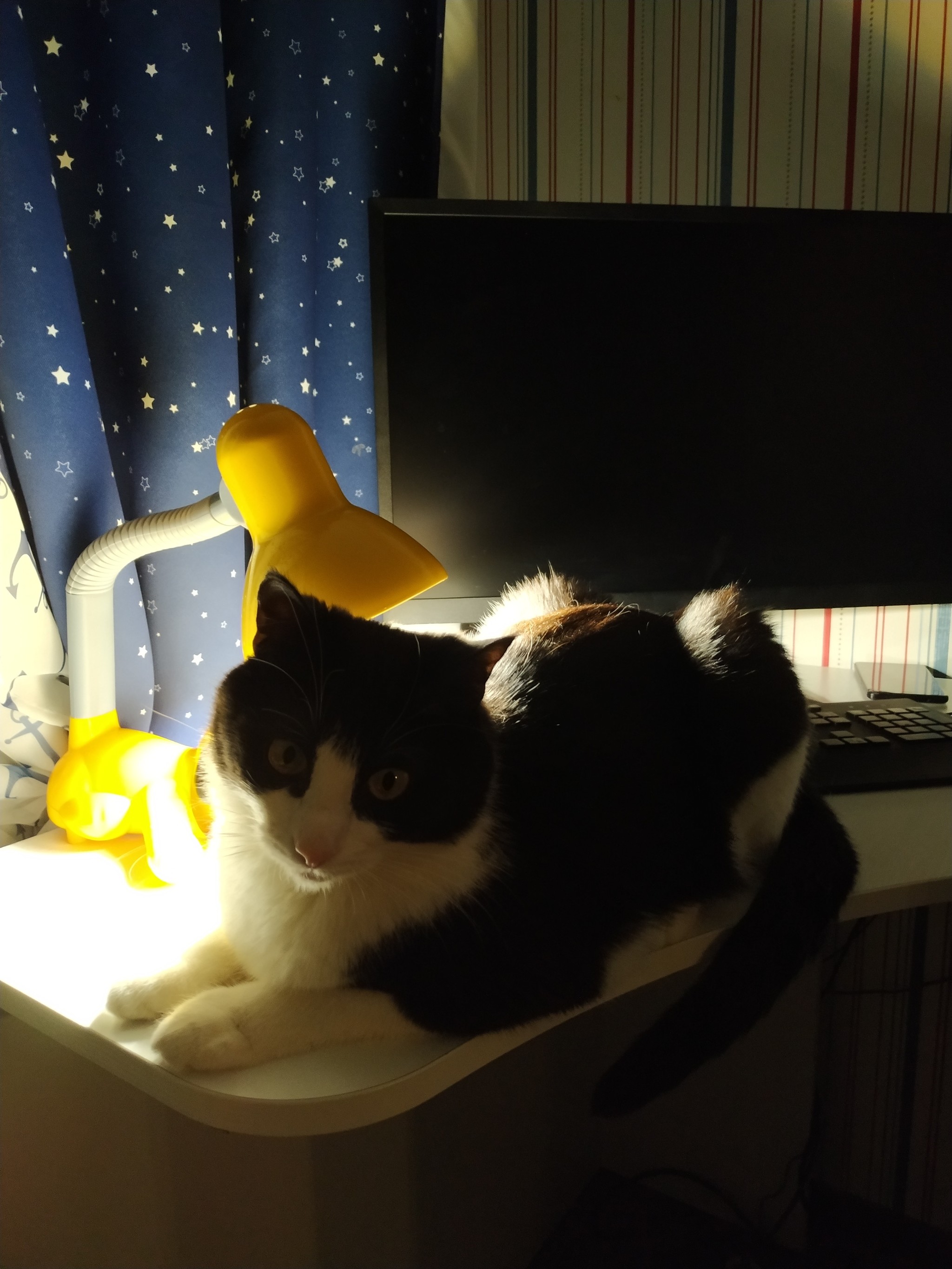 Here's my cat lamp - My, Cat with lamp, cat