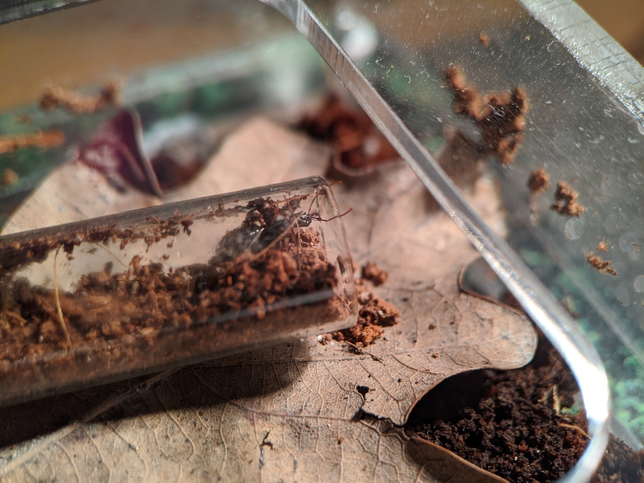 Ant traps: relocation - My, Ants, Ant farm, The photo, Formicaria, Video, Longpost