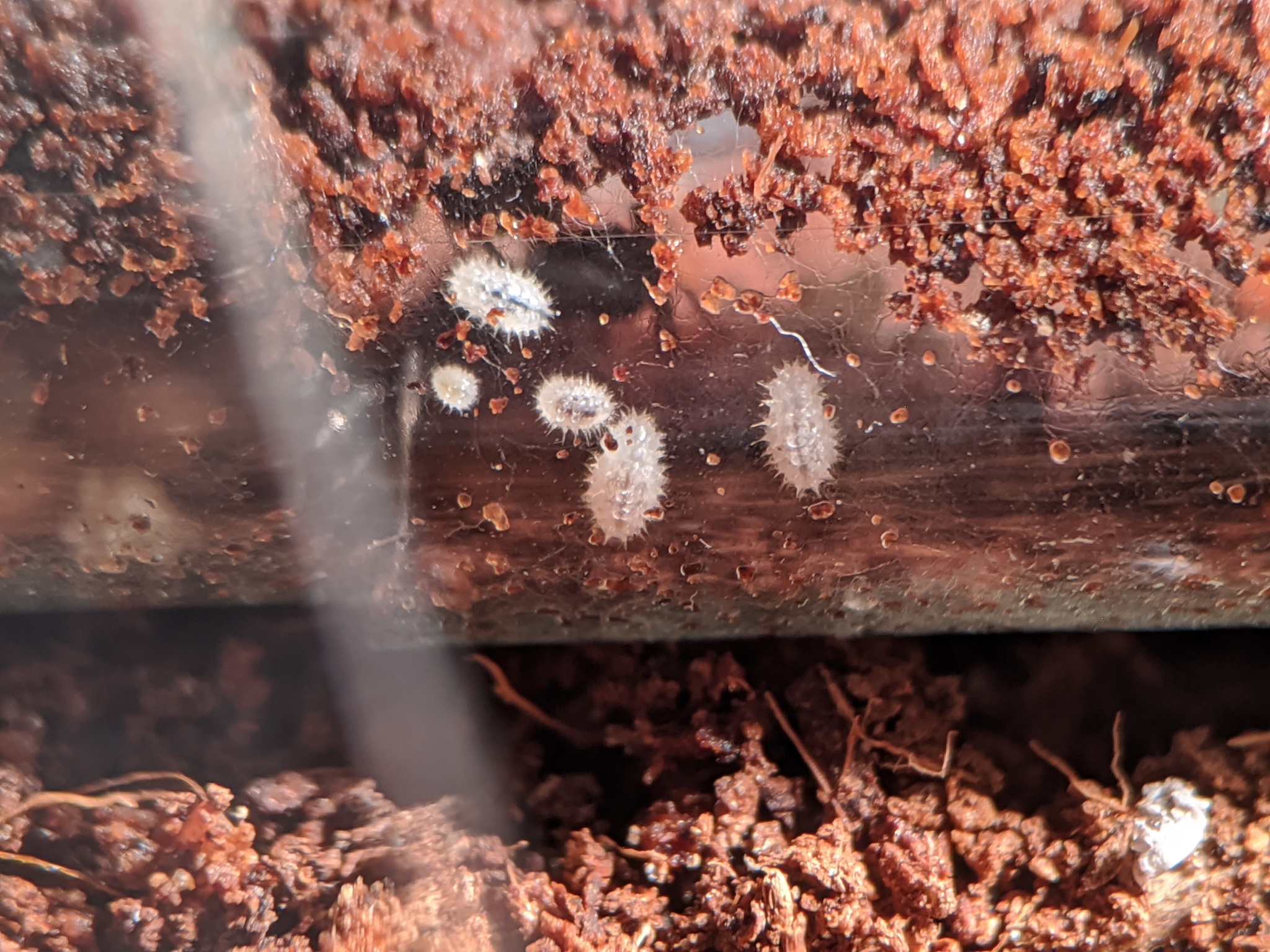 Ant traps: relocation - My, Ants, Ant farm, The photo, Formicaria, Video, Longpost