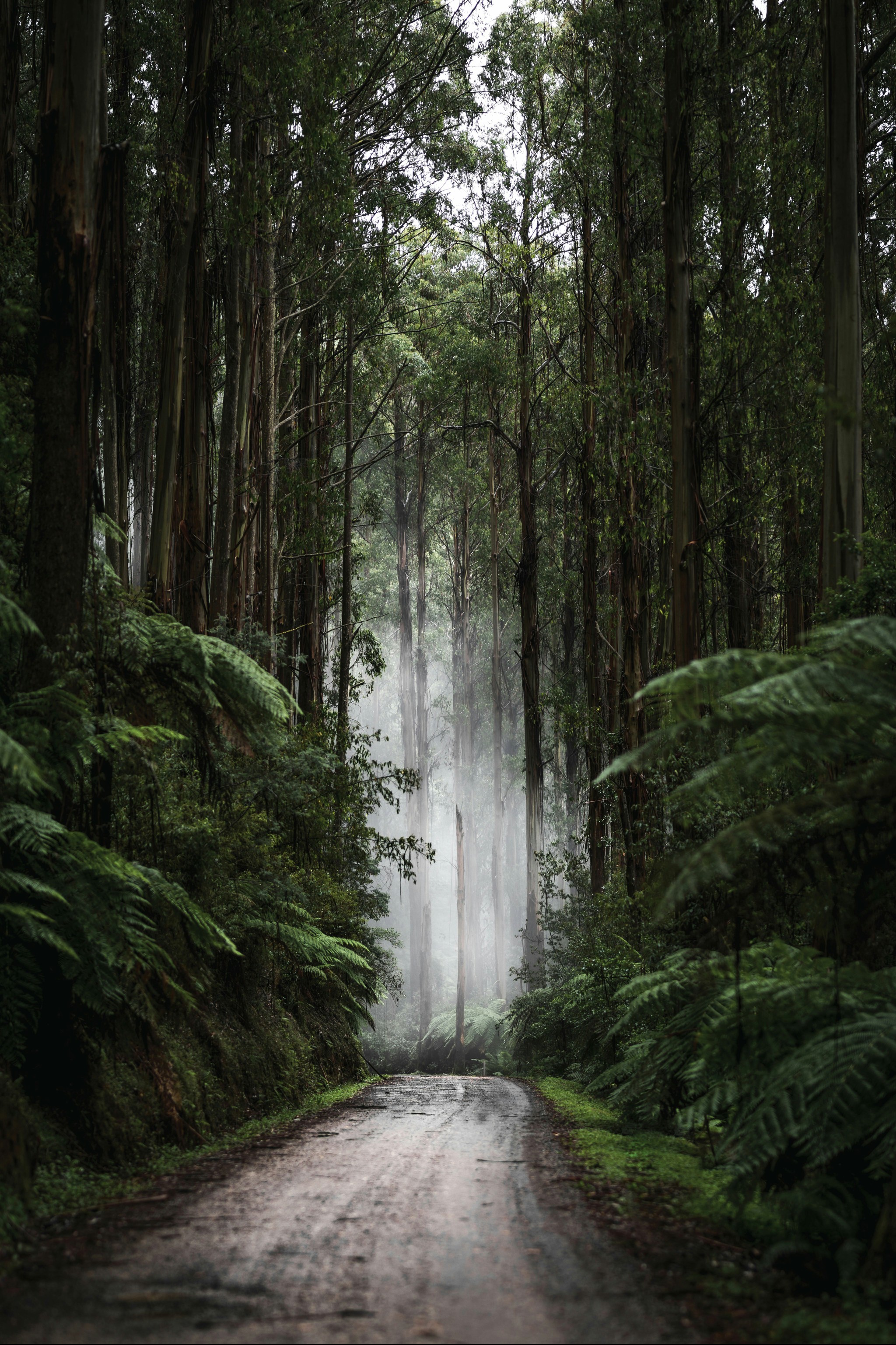 In the forests of Australia - The photo, Australia, Forest, Nature, Silence, beauty