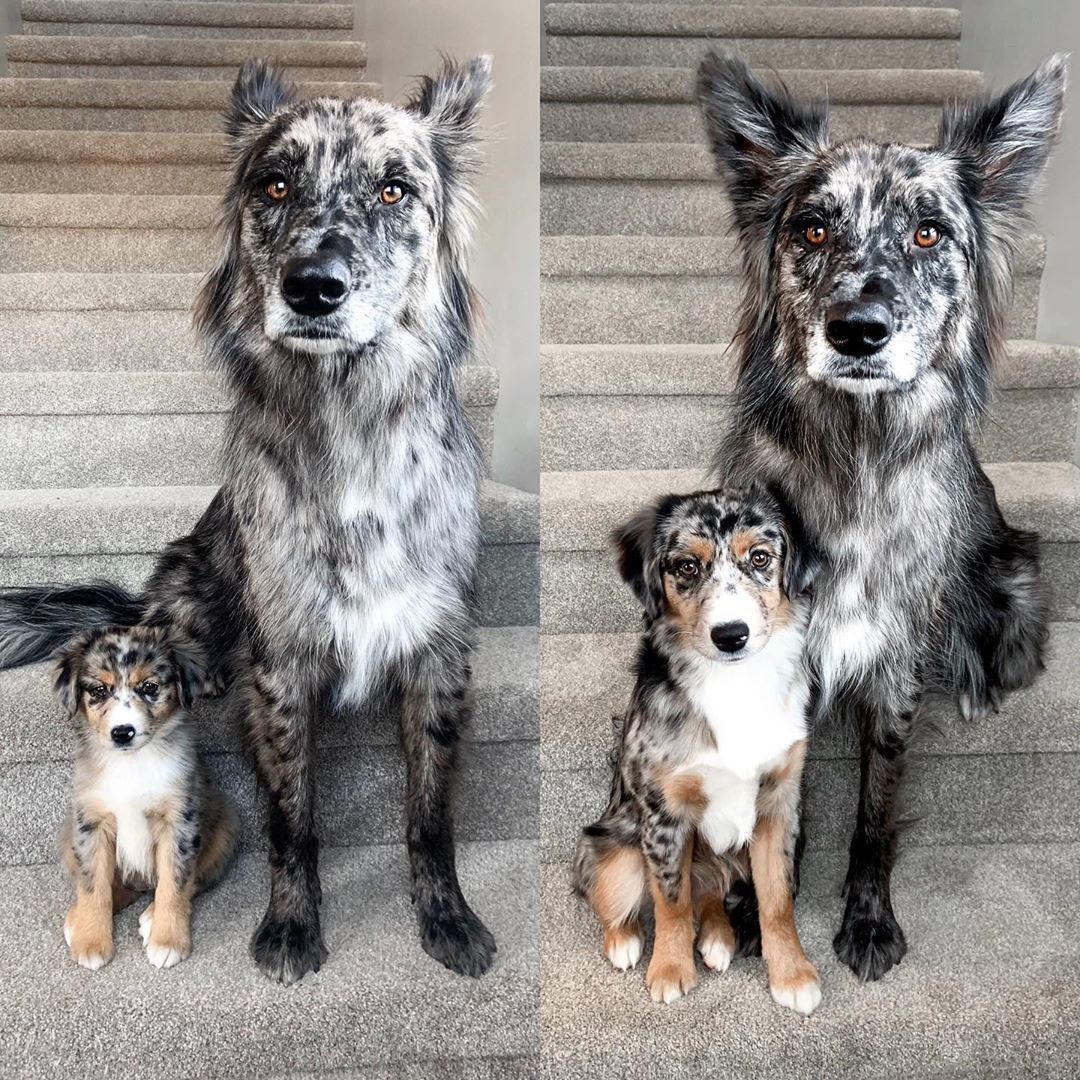 Two months versus six - Dog, The photo, It Was-It Was, Puppies