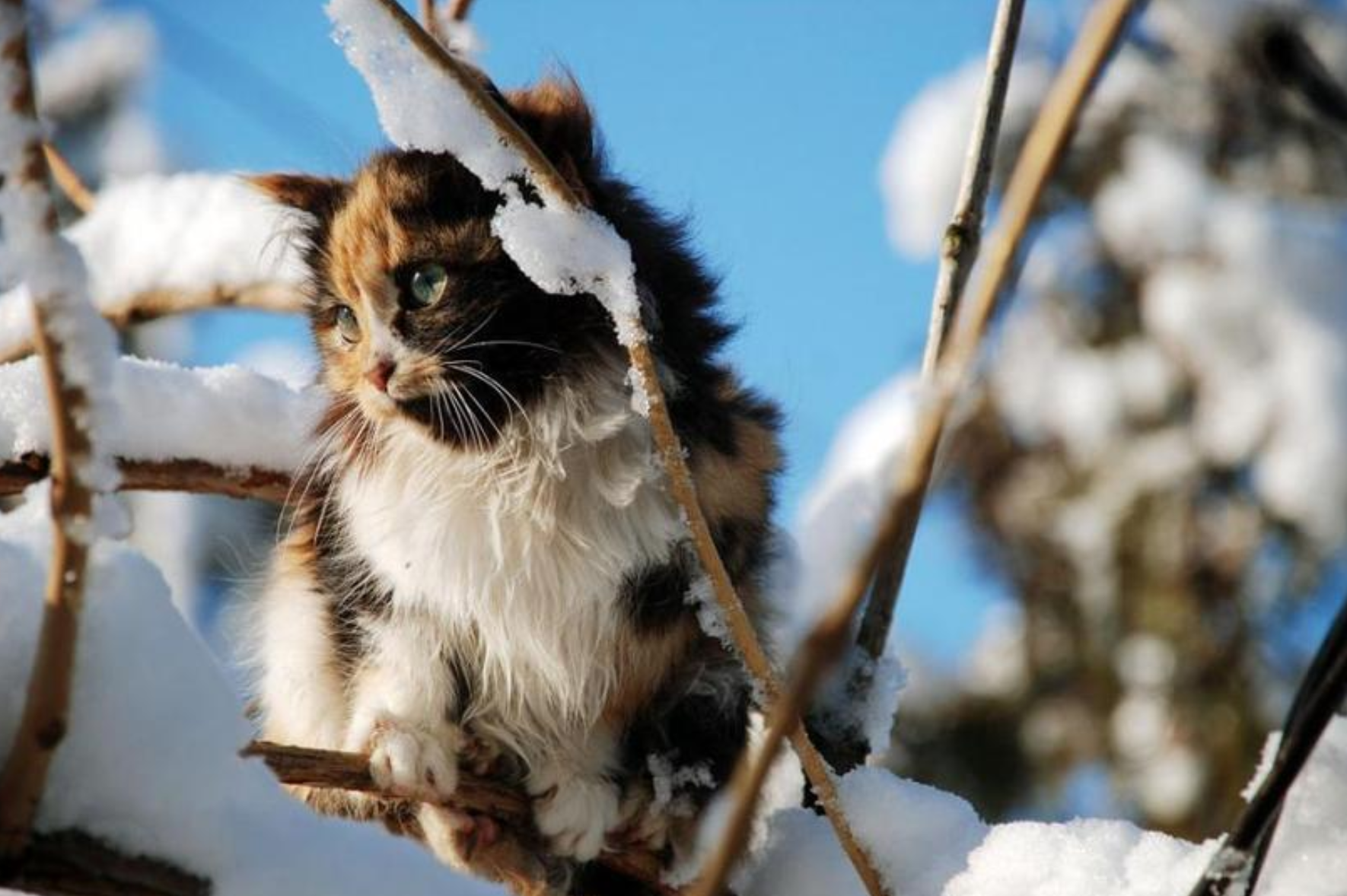 Котик на дереве зимой