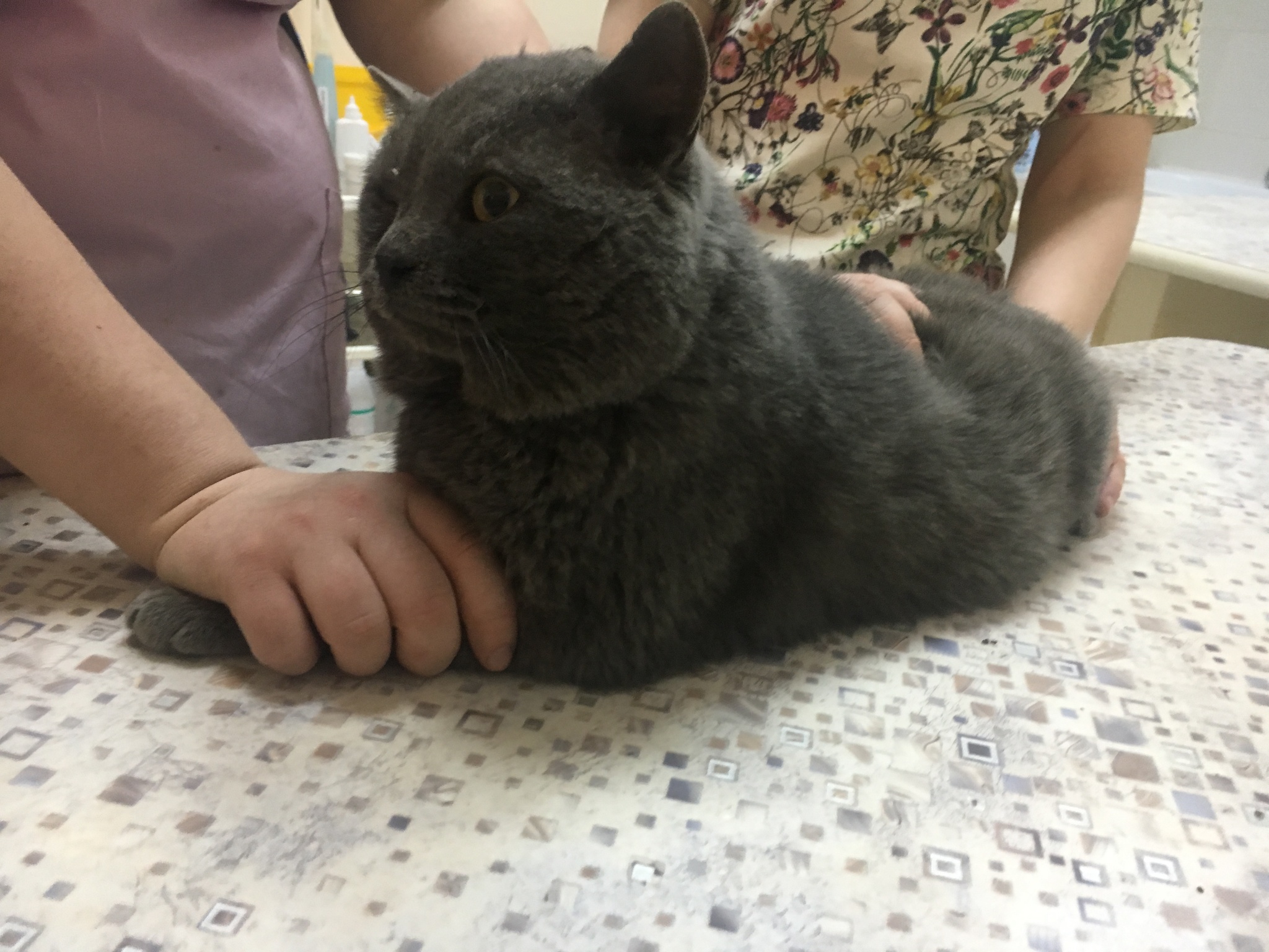 Continuation of the post “A cat that looks like a British cat urgently needs an owner Novosibirsk!” - My, Novosibirsk, In good hands, cat, No rating, Longpost