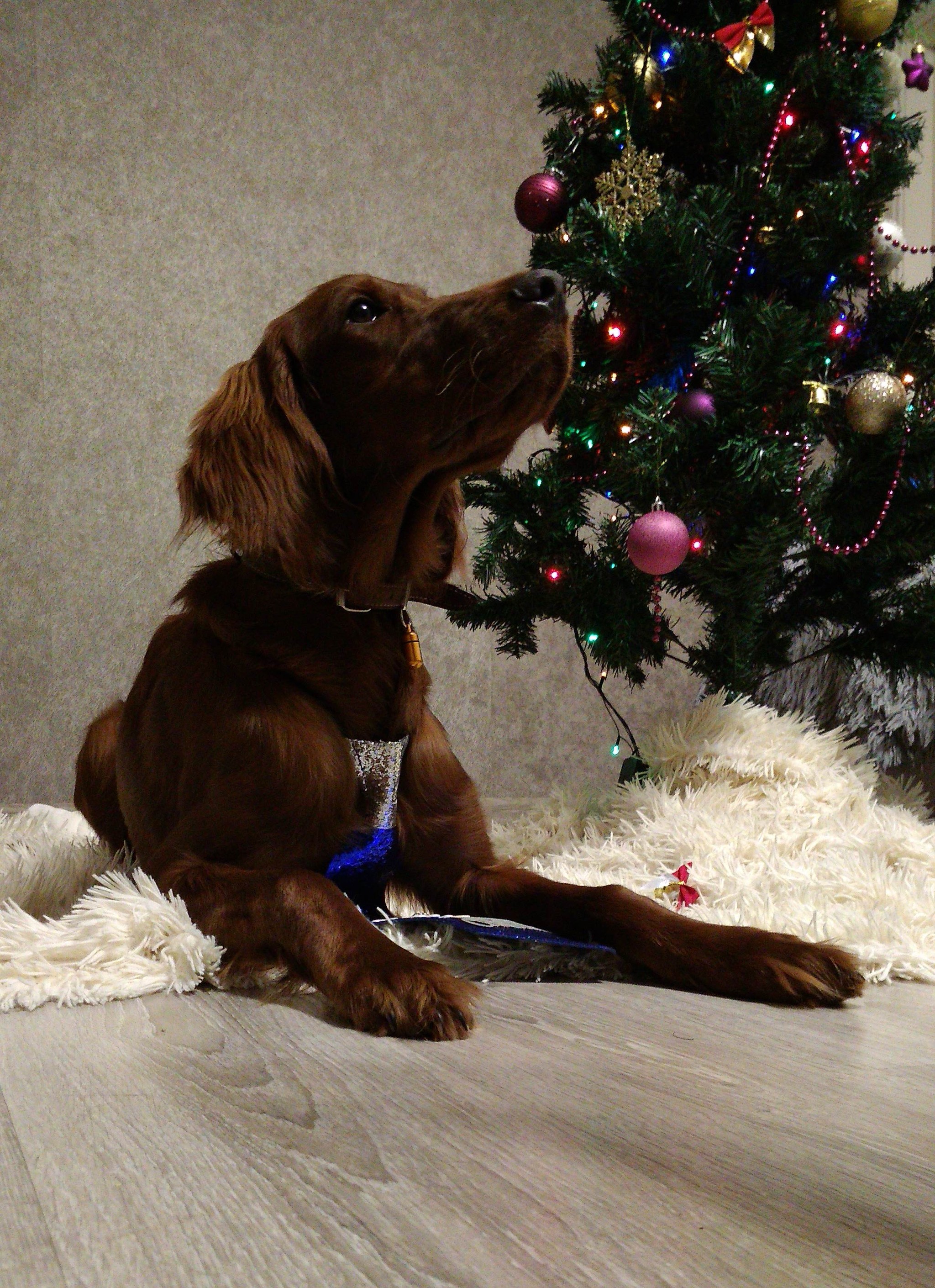 Happy New Year:) - My, Dog, Irish Setter, The photo, New Year, Longpost