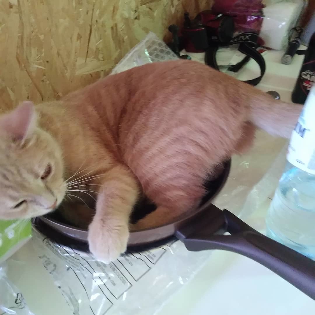 Peach is missing. Moscow region, Chekhov district, Chepelevo village - My, Catomafia, Lost cat, Video, Longpost, cat, Moscow region, Help me find, No rating