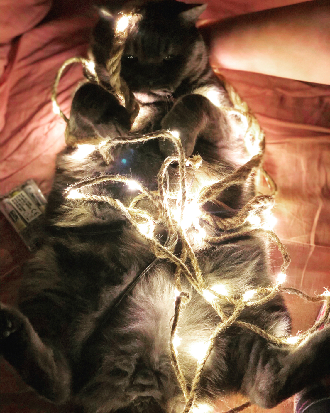 Kotoelka - My, cat, Christmas tree, New Year