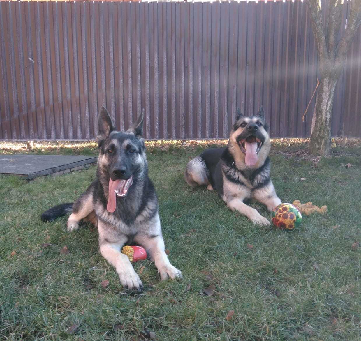 True friend - My, Best friend, East European Shepherd, Good boy, Longpost, Dog