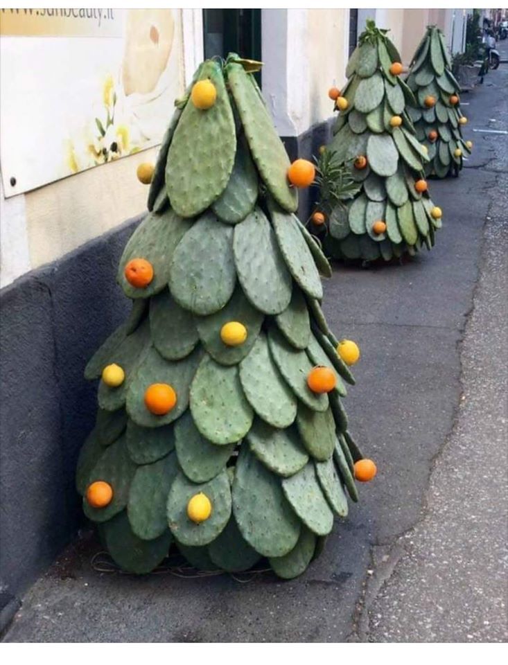 Designer Christmas tree in Sicily - Christmas trees, Design, Sicily, Citrus, New Year, Cactus, Green, Registration