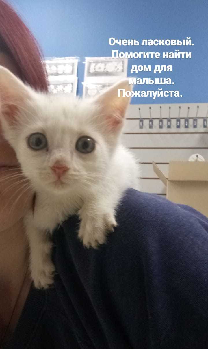 UFA! The kitten is in good hands! - My, No rating, cat, Is free, Ufa, Lost, Longpost, In good hands