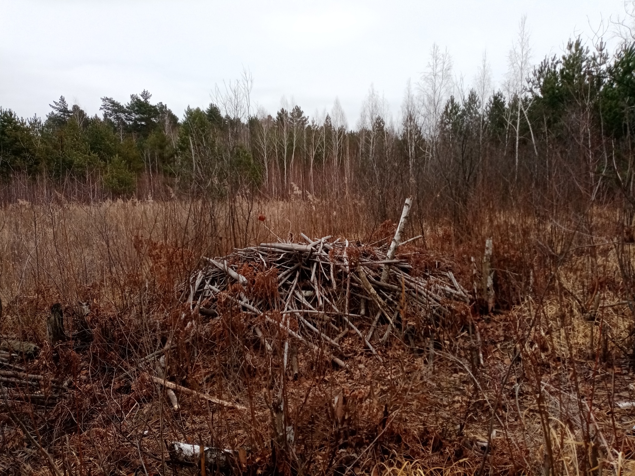 How to count crows, oh no, beavers! - My, Longpost, Volunteering, Reserves and sanctuaries, Beavers, Nature, Sharovka