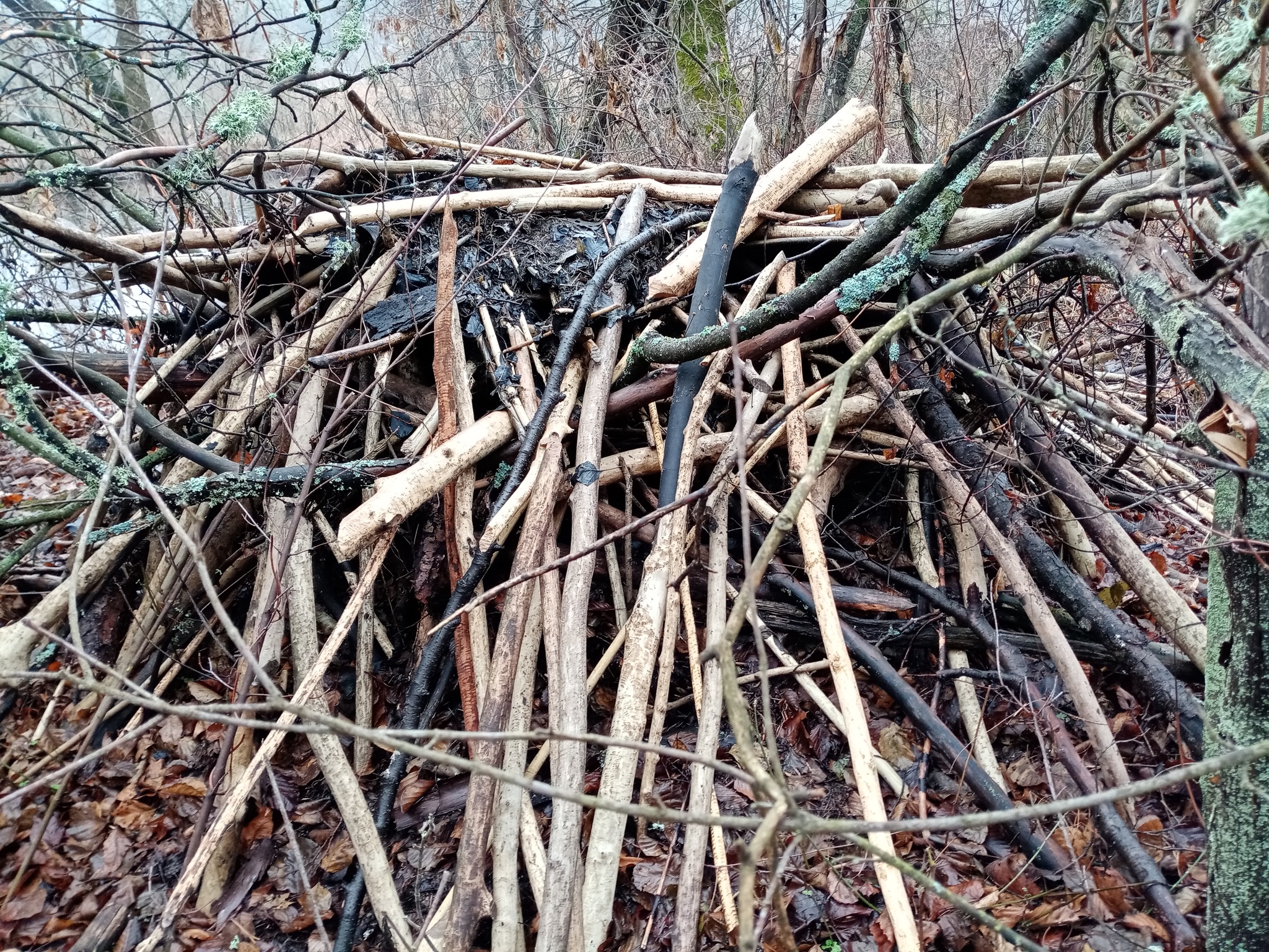 How to count crows, oh no, beavers! - My, Longpost, Volunteering, Reserves and sanctuaries, Beavers, Nature, Sharovka