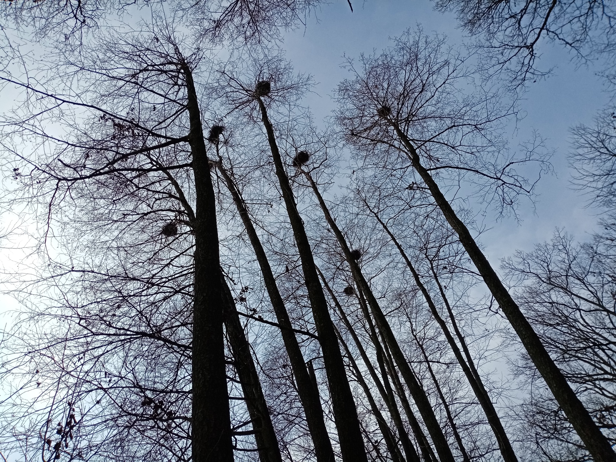 How to count crows, oh no, beavers! - My, Longpost, Volunteering, Reserves and sanctuaries, Beavers, Nature, Sharovka