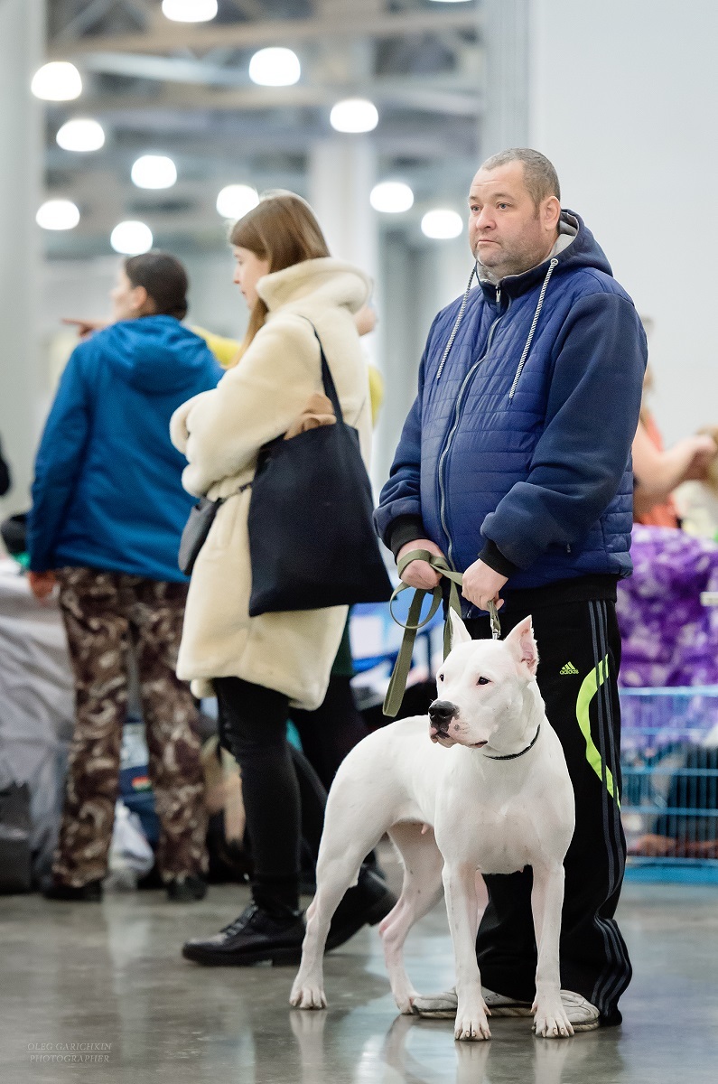 A small selection from dog shows held in the south of Russia and the Moscow region in 2019 - enjoy watching))) - My, The photo, Dogs and people, Dog, Dog show, Dog lovers, Dog days, Longpost