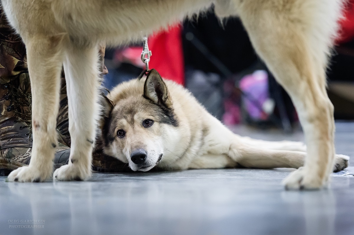 A small selection from dog shows held in the south of Russia and the Moscow region in 2019 - enjoy watching))) - My, The photo, Dogs and people, Dog, Dog show, Dog lovers, Dog days, Longpost