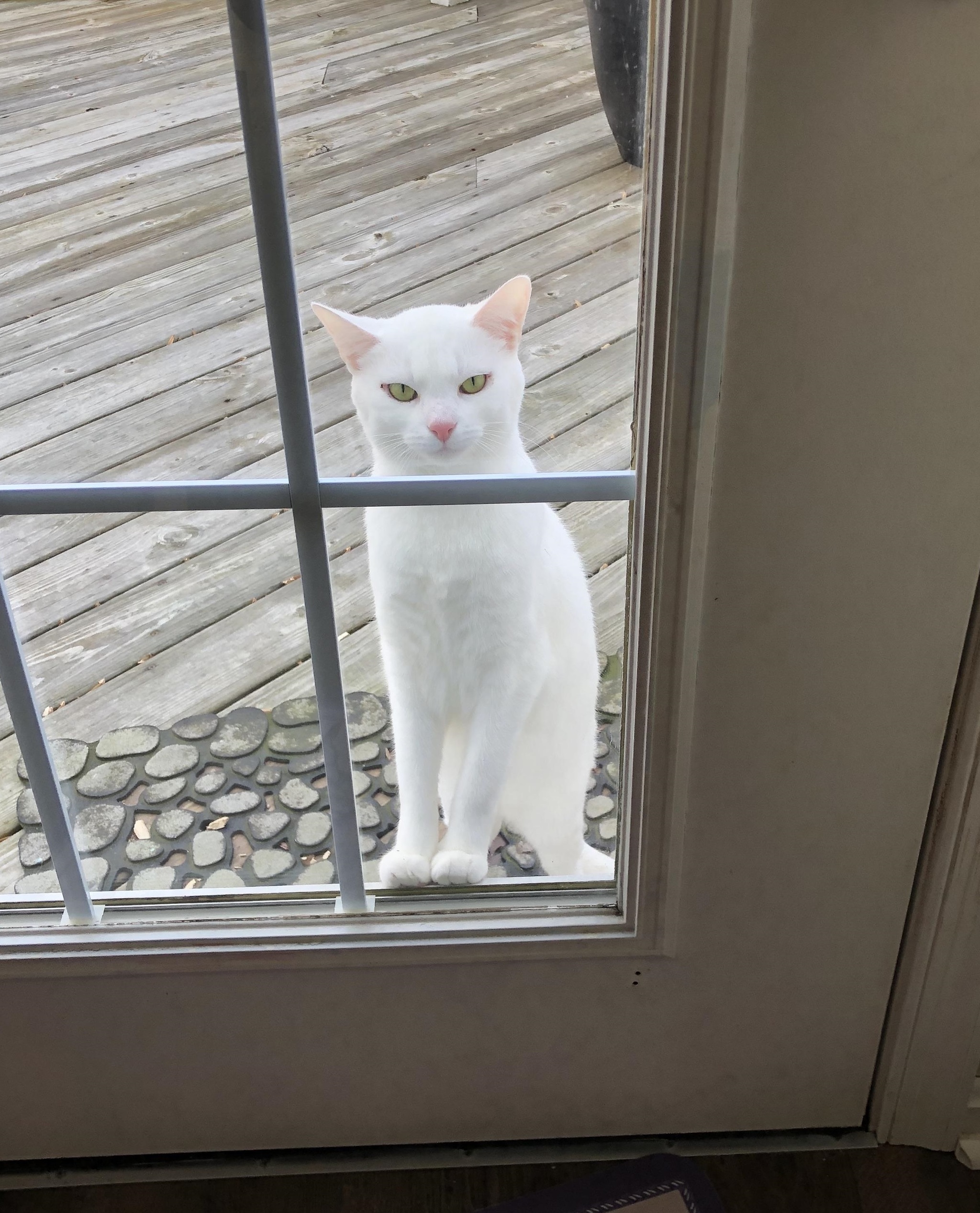 She never meows for us to let her in, she just...stares. - Door, cat, Let, The photo