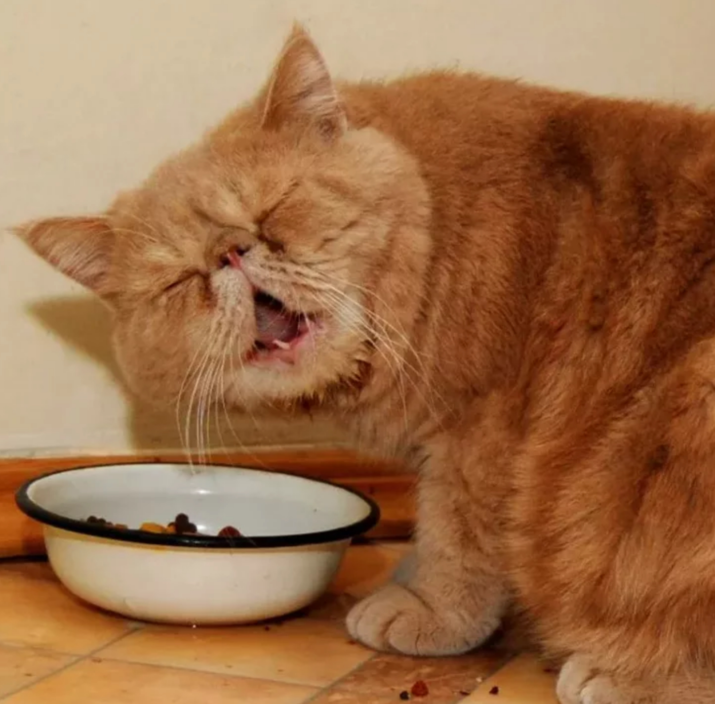 Хочется есть но не знаю что. Кот в сметане. Кот обожравшийся сметаны. Котэ фочет кушать. Миска для кота.
