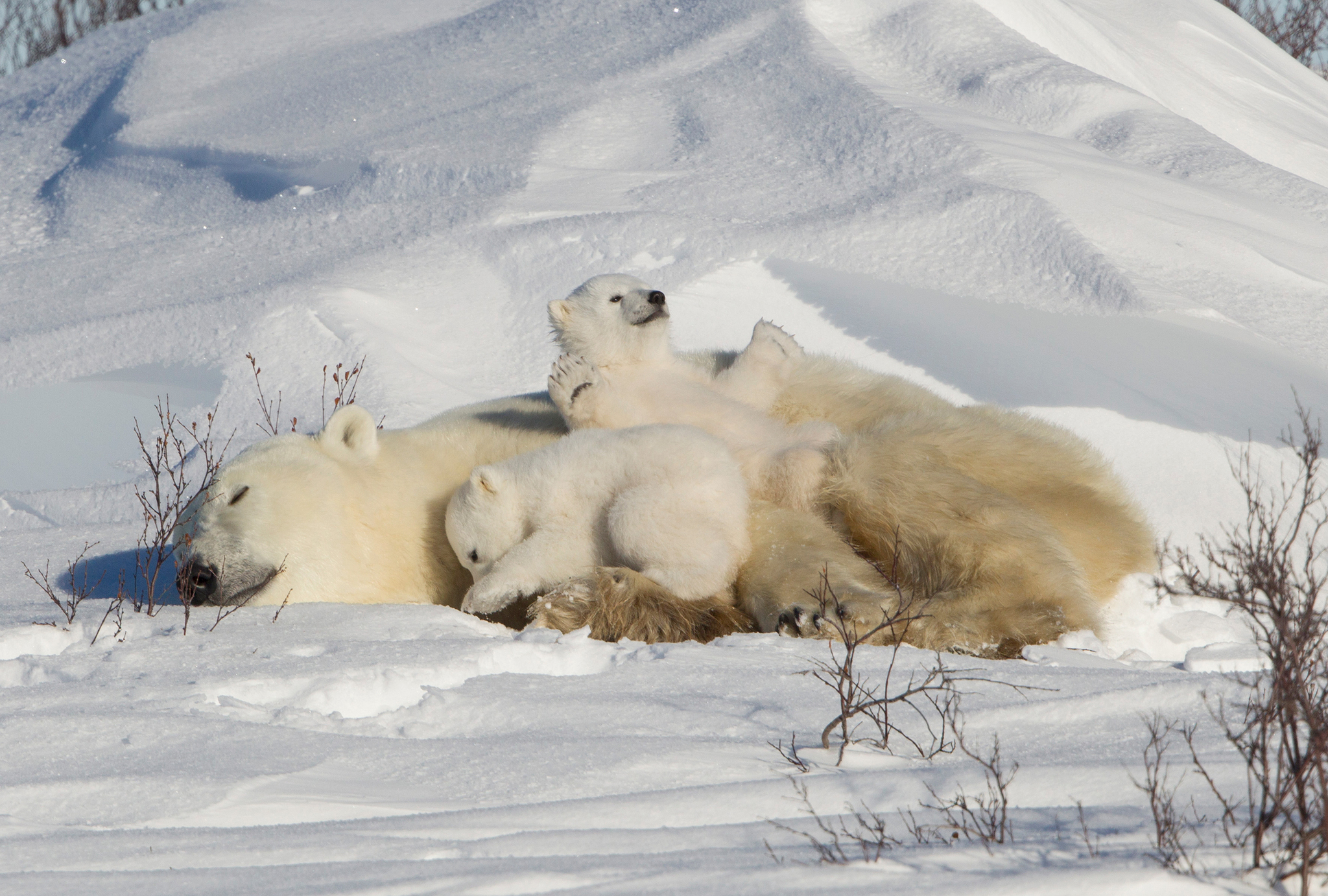 Umki on vacation - Polar bear, Dream, Greetings, Umka, Milota