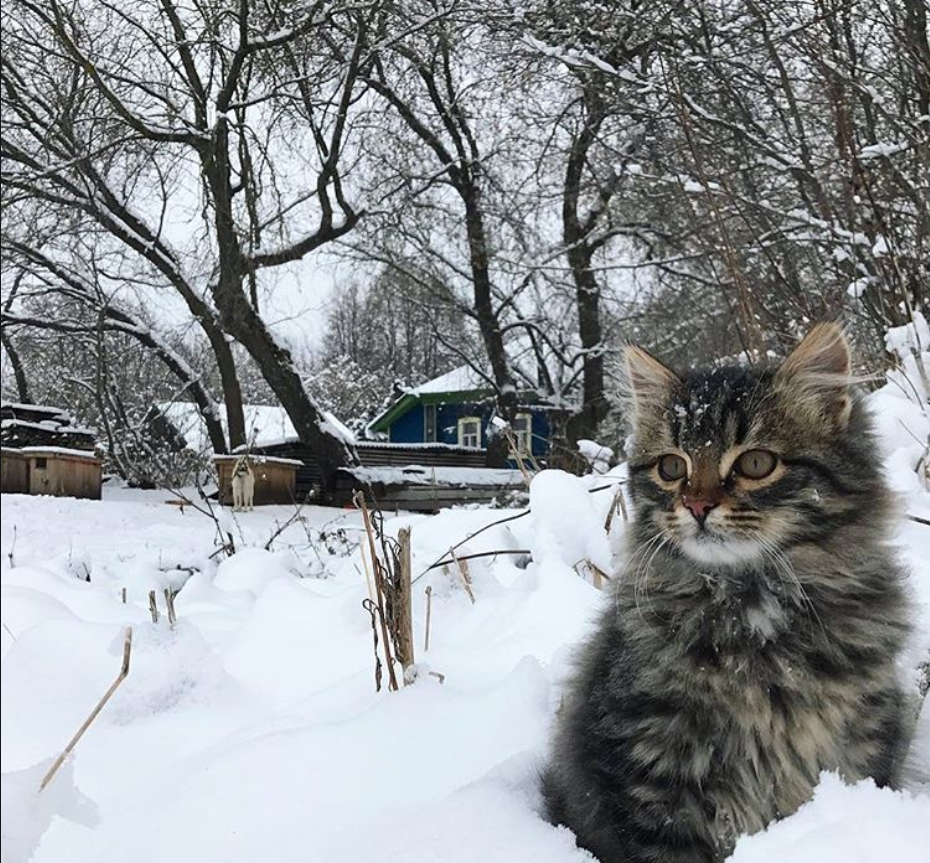 And when this winter ends, there will be snow and snow all around... - cat, Catomafia