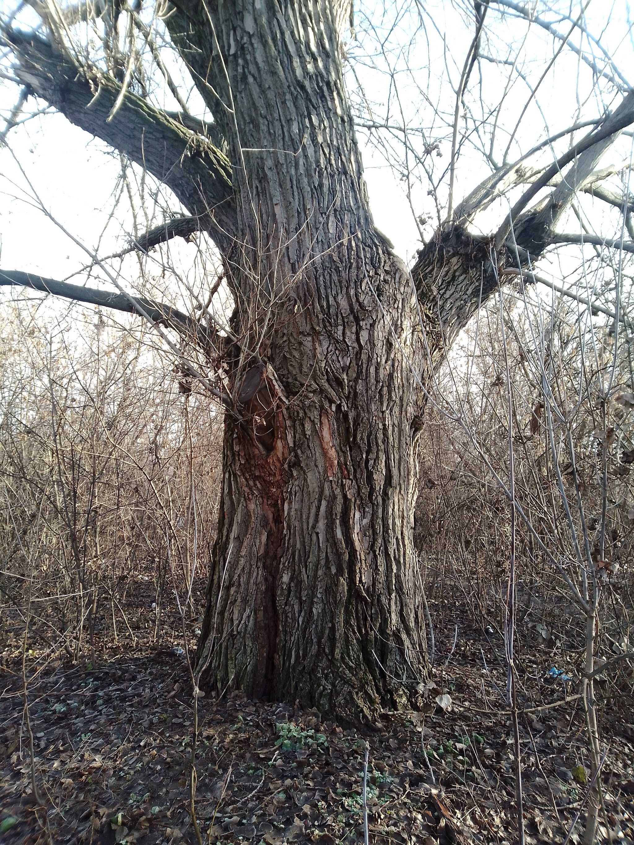 Novoshakhtinsk - My, Tree, Nature