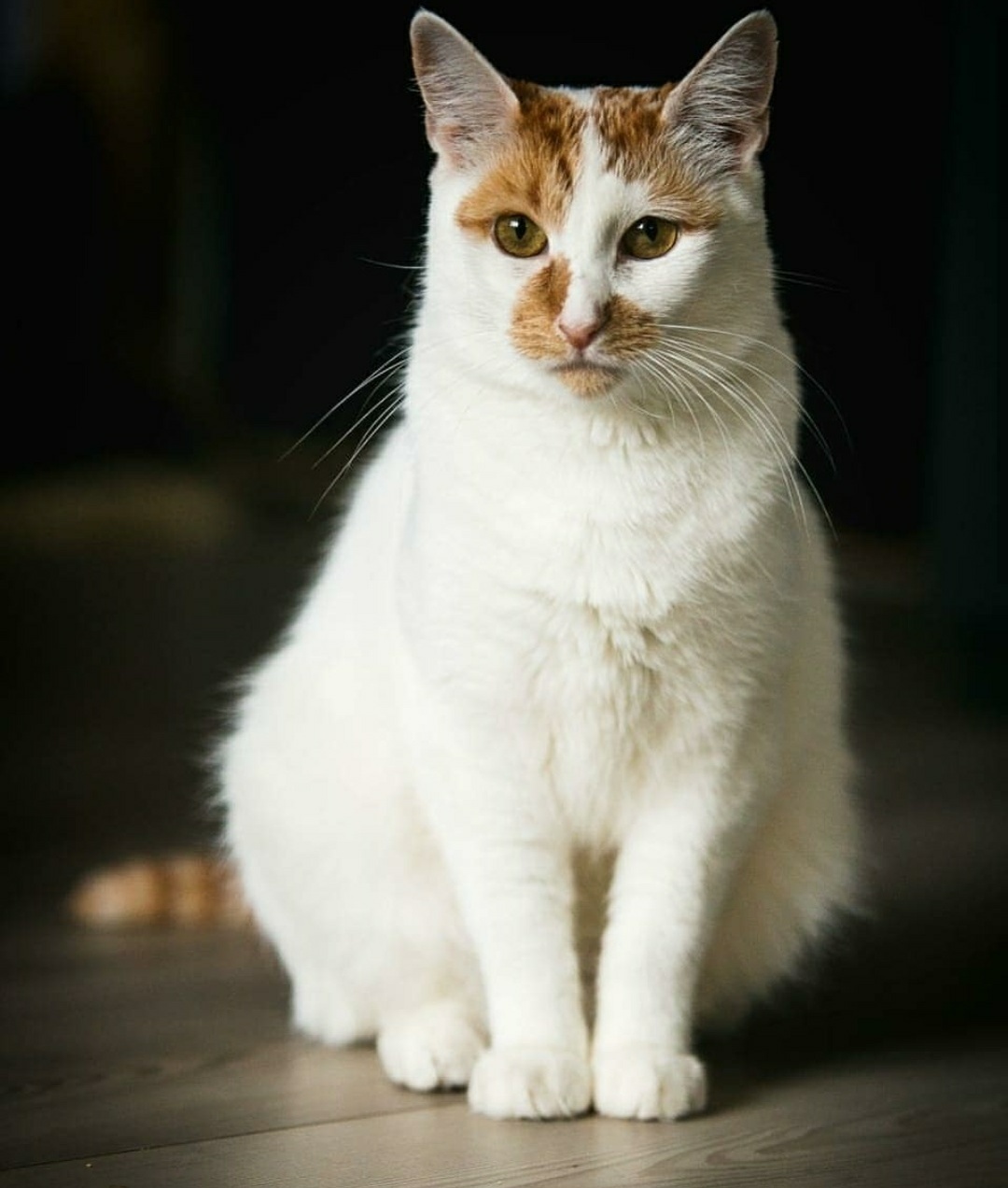 Freckle. Waiting for a miracle - My, cat, In good hands, Moscow, Moscow region, Pets, No rating, Longpost