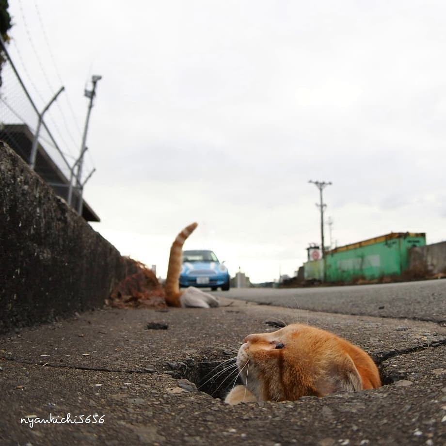 Очень длинный кот - Фотография, Кот, Животные