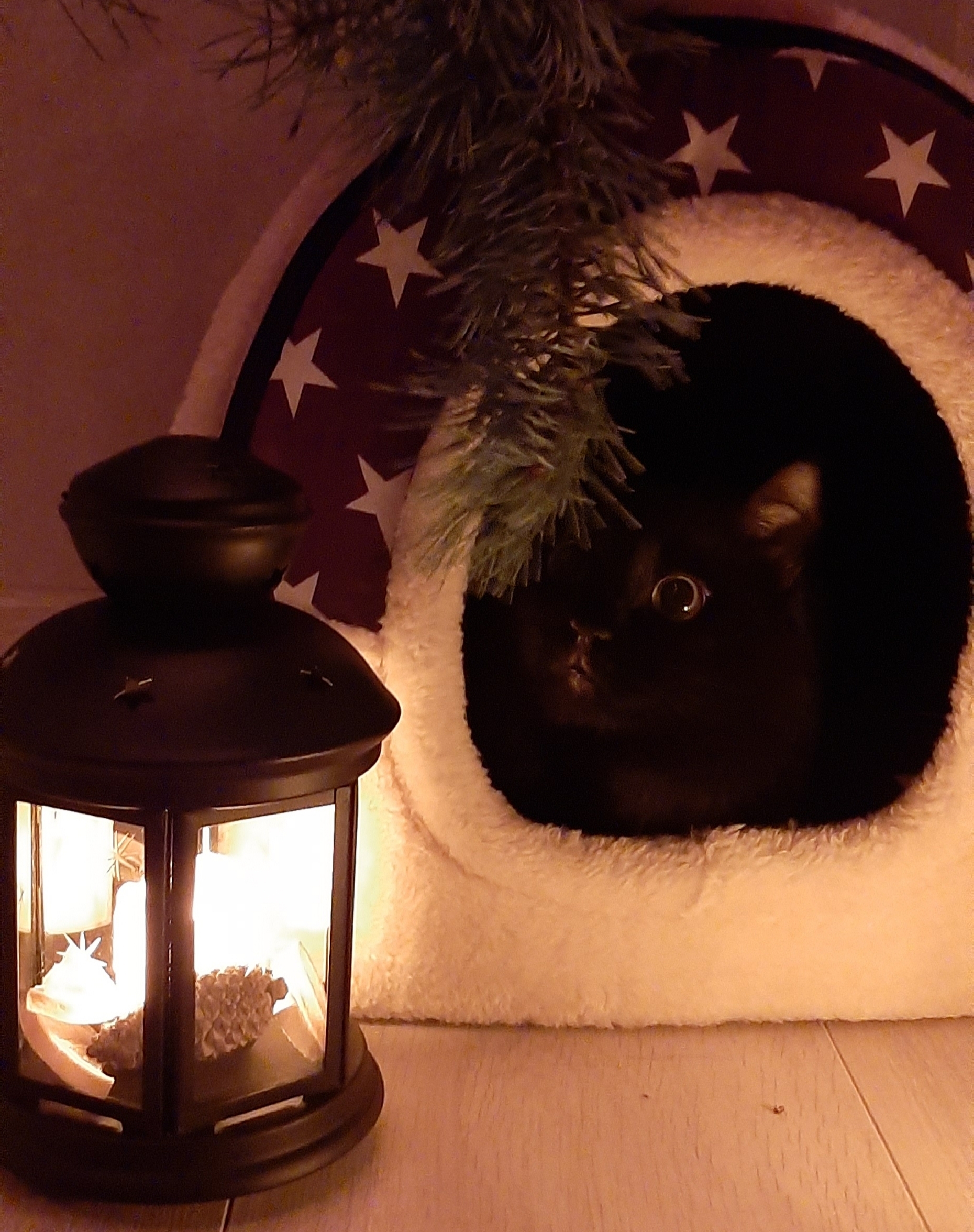 New Year's cat with a lamp - My, Catomafia, Cat with lamp, Black cat, New Year, Christmas tree, Longpost, cat