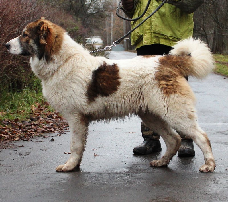 About dog breeds No. 119. Caucasian Shepherd Dog - Dog, Dog breeds, Caucasian Shepherd Dog, Longpost