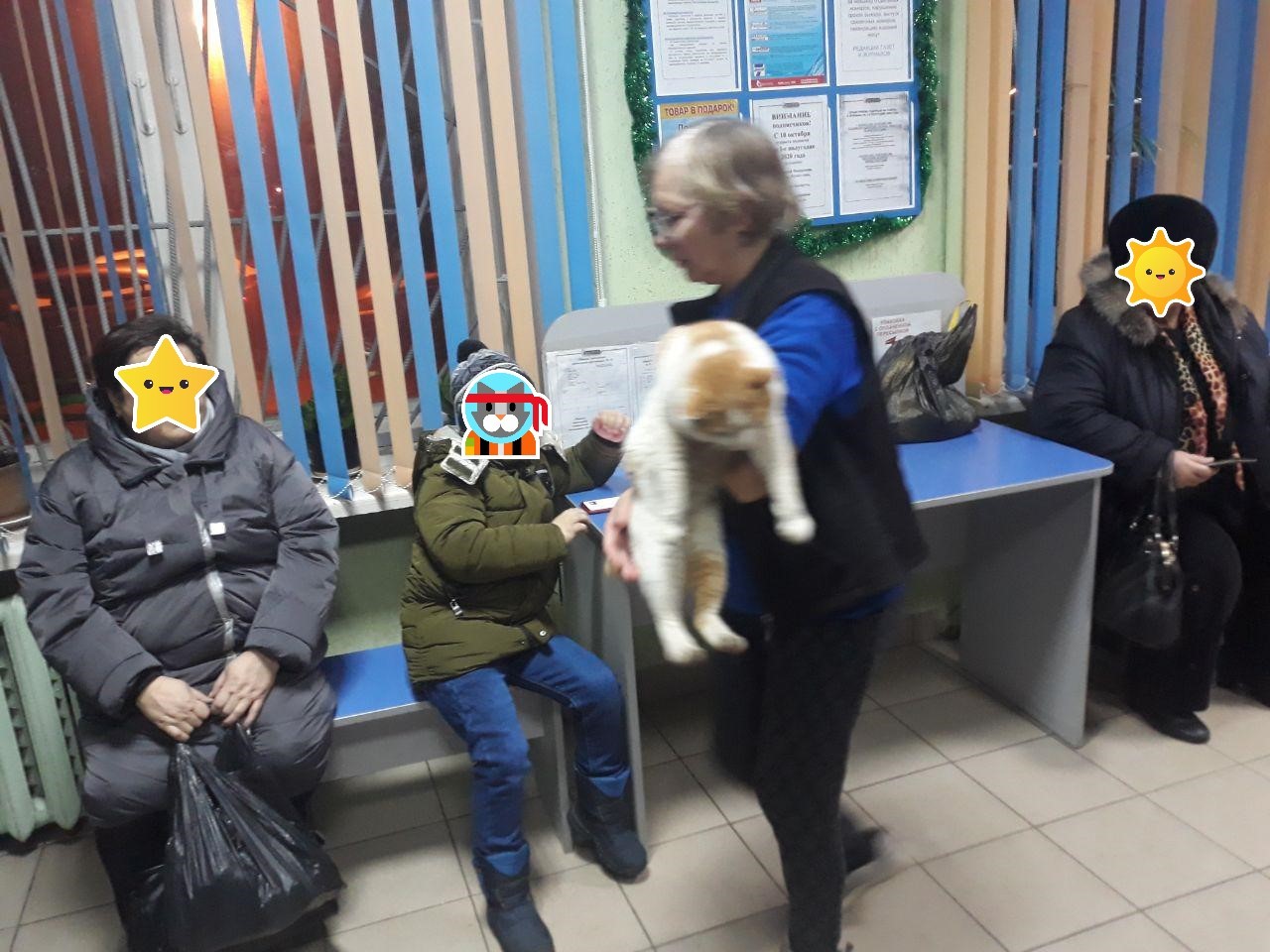 When you're a cat and didn't take your passport with you to the post office - My, cat, mail, Presents, Усы, Tail, The passport, Funny, Life is pain, Longpost