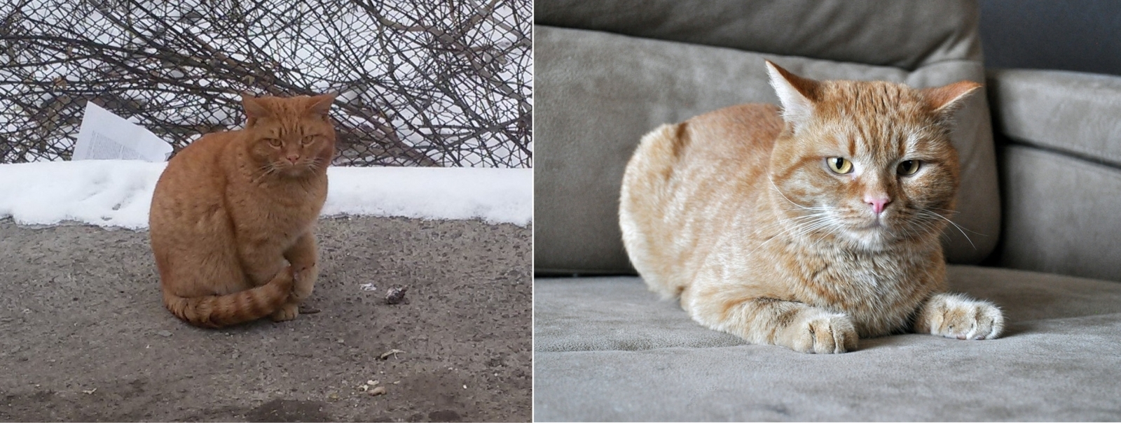 Кошки приюта, которые обрели дом в этом году! - Моё, Кот, Котомафия, Спасение, Челябинск, Новый Год, Длиннопост