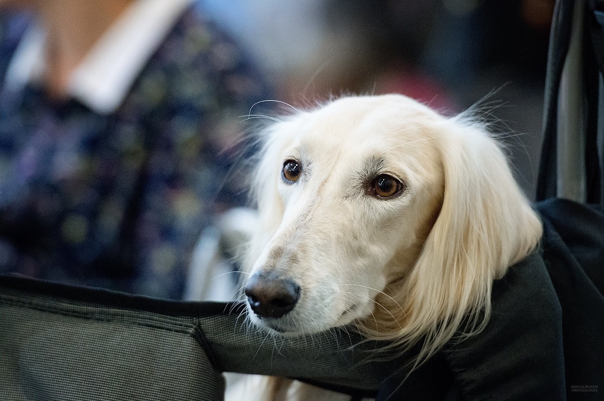 I continue to publish reportage photographs from dog shows held in the south of Russia and the Moscow region - enjoy your viewing and good luck to us - My, Dog, Dogs and people, Dog lovers, Dog days, Dog show, Animalistics, Longpost