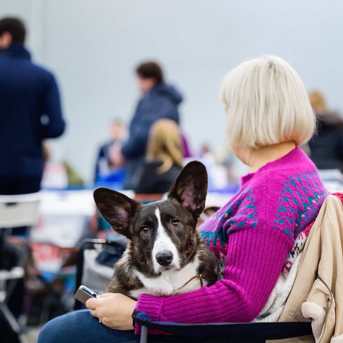 I continue to publish reportage photographs from dog shows held in the south of Russia and the Moscow region - enjoy your viewing and good luck to us - My, Dog, Dogs and people, Dog lovers, Dog days, Dog show, Animalistics, Longpost