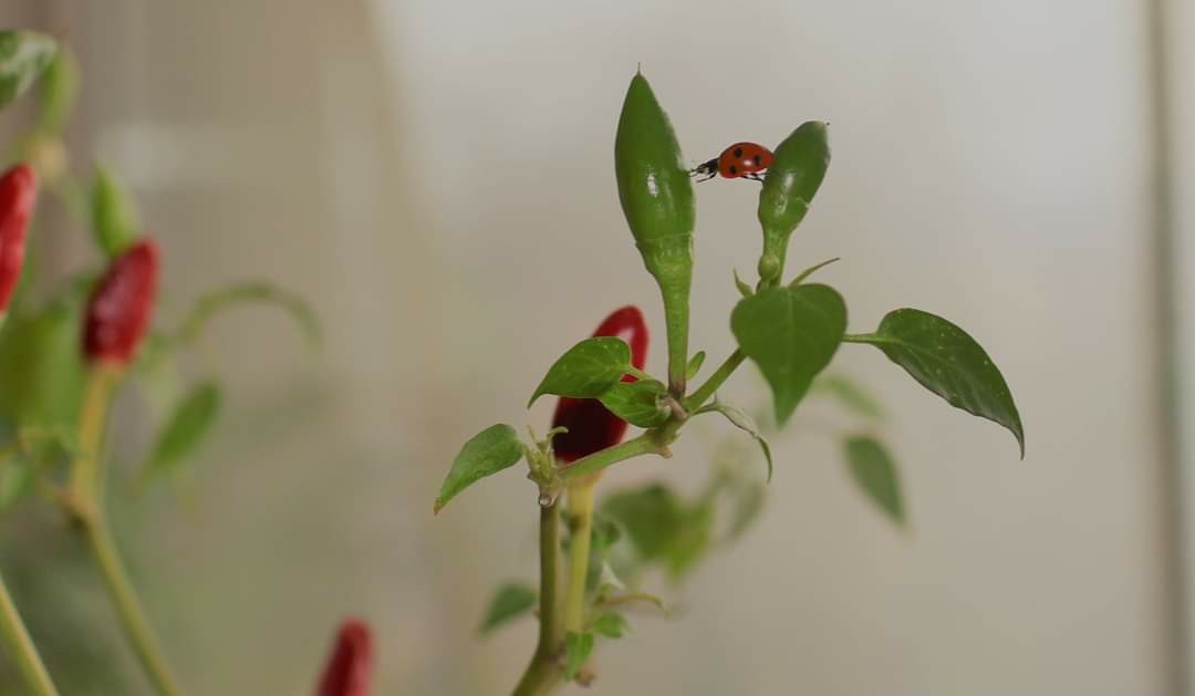 Strange guest - My, Pepper, Hot peppers, Pepper farming