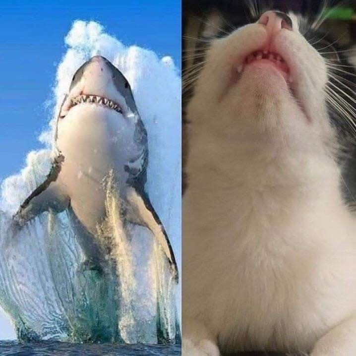 Dangerous predators - cat, Catomafia, Shark