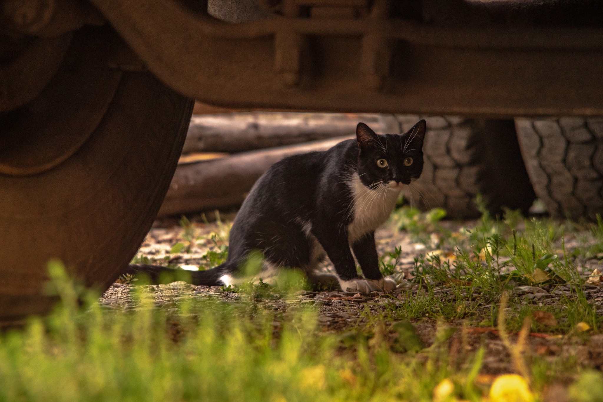 Street portraits - My, The photo, cat, Animals, Longpost