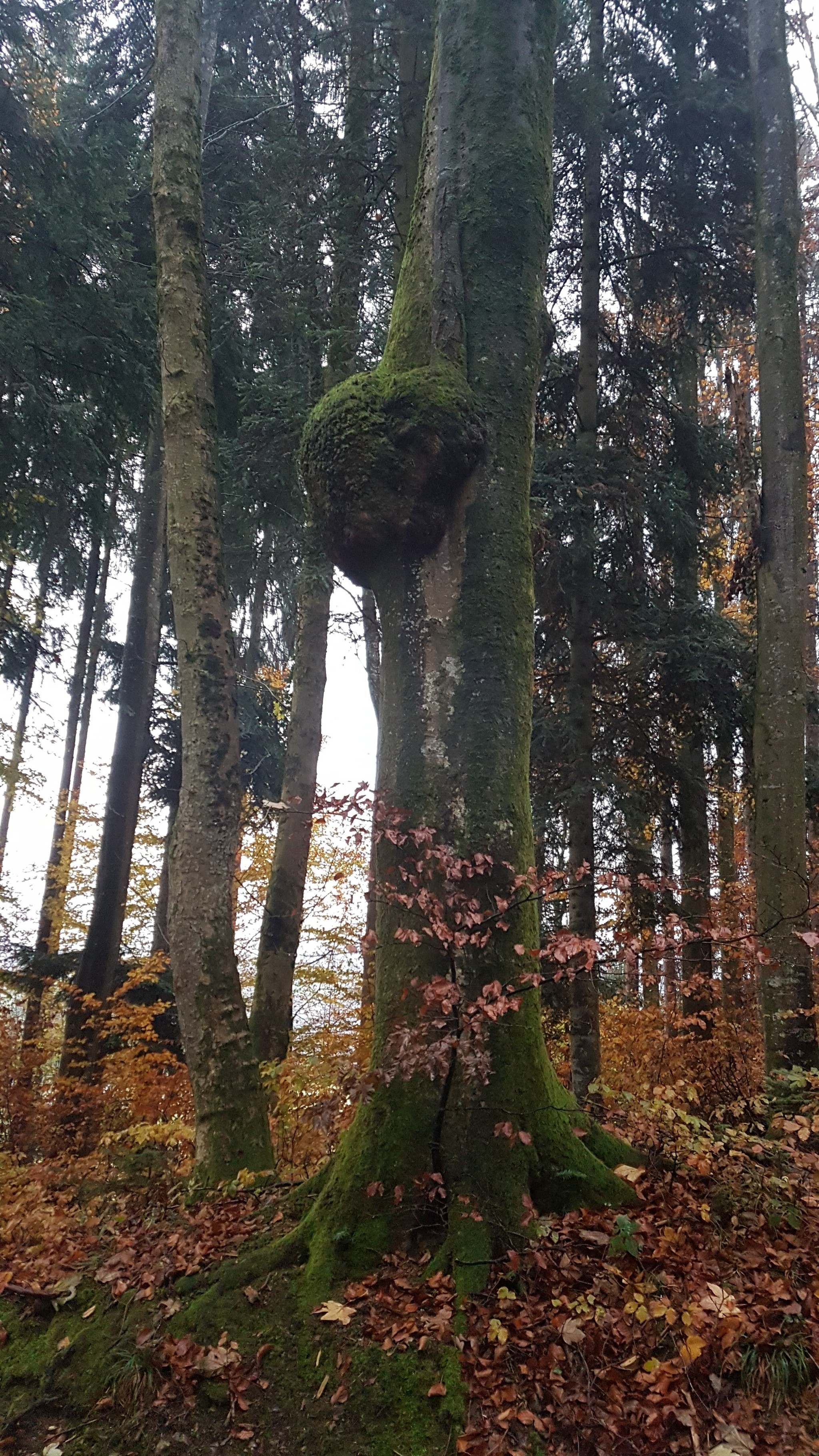 What is this? - My, Tree, What's this?