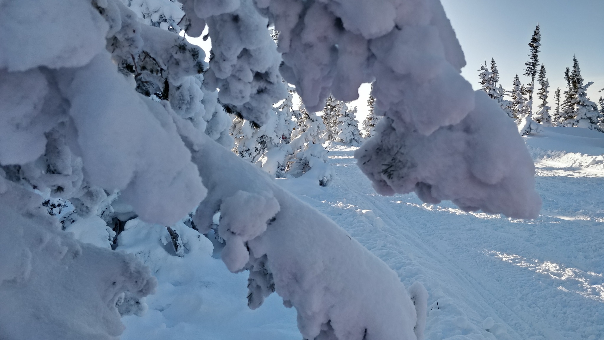 Greetings from Sheregesh - My, Sheregesh, Winter, The mountains, The descent, Skiing downhill, Snowboard, The photo, Photo on sneaker, Video, Longpost