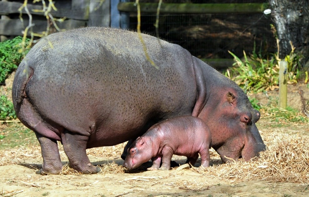 Hippos (Hippopotamidae) - My, , Biology, Biology, Mammals, hippopotamus, pygmy hippopotamus, Longpost